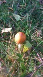 paddenstoel4-small
