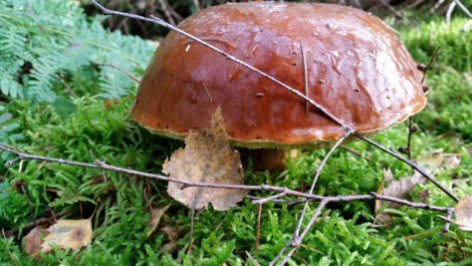 paddenstoel5-small