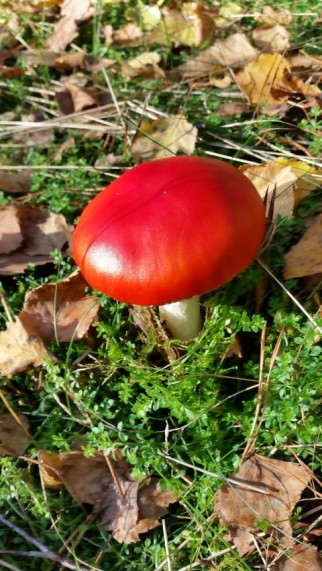 paddenstoel6-small