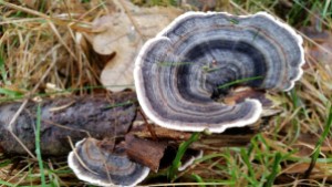 paddenstoel7-small