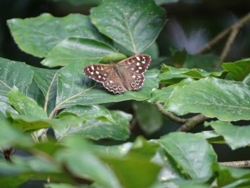 vlinder2-small